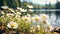 Fresh daisies bloom in tranquil meadow surrounded by green