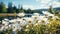 Fresh daisies bloom in tranquil meadow surrounded by green