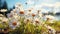 Fresh daisies bloom in tranquil meadow surrounded by green