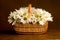 Fresh Daisies bouquet in basket