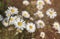 fresh daisies in the field at sunset