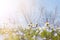 fresh daisies in the field at sunset