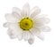 Fresh daisy camomile isolated on white background with clipping