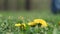 Fresh dandelion flowers shivering in the wind in spring, with a person in blue jeans walking barefoot