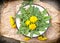 Fresh dandelion leaves - edible dandelion leaves