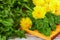 Fresh dandelion leaves with flowers on cutting board