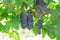 Fresh dark black ripe grape on green leaf under sunlight at the havest season, planting in organic vineyard