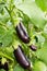 Fresh Dark Purple Fruits Aubergine On Branch Of Bush.