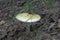 Fresh deadly poisonous mushroom. death cap with characteristic f