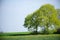 Fresh deciduous trees on field