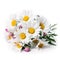 Fresh and delicate daisy bouquet with vibrant colors, isolated on white. Aesthetic and elegant floral composition. Generative AI