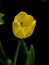 fresh delicate yellow tulips in the garden in the early morning