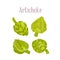 Fresh delicious artichoke whole and cut. Healthy nutrition product.