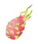 fresh and delicious dragon fruit exotic icon