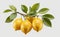 Fresh delicious lemons on branch on white background