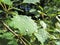 Fresh dew drops on the aspen leaf macro
