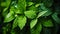 Fresh dew on vibrant green leaves in a lush garden, symbolizing growth, nature\\\'s tranquility, and the invigorating essence