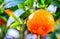 Fresh dewy citrus fruit orange on tree