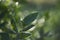 Fresh dewy leaves with nice soft artistic bokeh