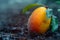 Fresh Dewy Orange Fruit on Tree Branch with Green Leaves in Misty Setting