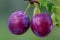 Fresh Dewy Plums Hanging on a Branch With Lush Green Leaves in Soft Natural Light