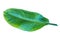 Fresh Dieffenbachia leaf