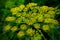 Fresh dill (Anethum graveolens) growing on the vegetable bed