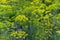 Fresh dill Anethum graveolens growing on the vegetable bed. Annual herb, family Apiaceae.  Growing fresh herbs. Green plants in