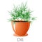 Fresh Dill herb in a flower pot