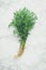 Fresh dill on marble background
