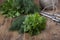 Fresh dill and parsley bound in small bundles