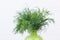 Fresh dill in vase, cropped image.