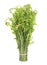 Fresh Diplazium esculentum or edible vegetable fern