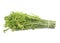 Fresh Diplazium esculentum or edible vegetable fern on white background found in Asia and Oceania