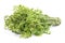 Fresh Diplazium esculentum or edible vegetable fern on white background found in Asia and Oceania