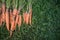 Fresh dirty carrot on green grass