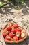 Fresh dirty strawberries in the basket in the strawberry field.