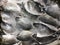 Fresh Dorade Sea Bream fish fillets with ice on market, Close-up picture, background.