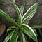 Fresh Dracaena Deremensis after the rain