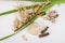 Fresh and dried Acorus calamus roots, also known as sweet flag, calamus leaves and powder isolated on light background