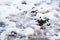 Fresh droppings of fallow deer in snow