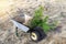 Fresh dug out evergreen tree pine with ground soil, root ball lies in garden wheelbarrow in forest, prepared for planting at