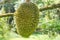 Fresh durian asia fruits.King of fruits with green nature background