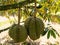 Fresh durian on durian tree.