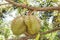 Fresh Durian Durio zibethinus king of tropical fruits growth in organic farm