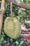 Fresh Durian Durio zibethinus king of tropical fruits growth in organic farm