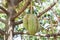 Fresh Durian Durio zibethinus king of tropical fruits hanging on brunch tree