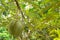 Fresh durian on its tree in the tropical orchard, Thailand