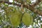 Fresh durian on tree