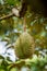 Fresh durian on tree